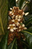 Eriobotrya japonica RCP1-2014 47.JPG